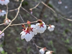 Prunus × subhirtella, photograph (c) WATANABE Hitoshi 渡辺仁, some rights reserved (CC BY)