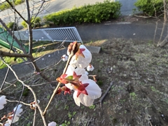 Prunus × subhirtella, photograph (c) WATANABE Hitoshi 渡辺仁, some rights reserved (CC BY)