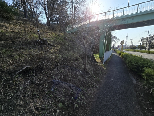 Prunus × subhirtella, photograph 6