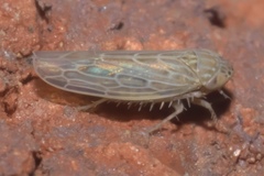 Graminella sonora