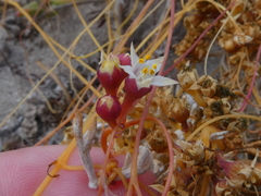 Cuscuta nitida