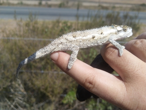 Western Dwarf Chameleon, Bradypodion occidentale