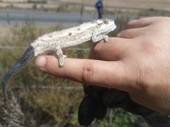 Bradypodion occidentale