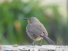 Toxostoma curvirostre