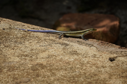 Rainbow Skink