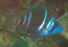 Hypoplectrus indigo