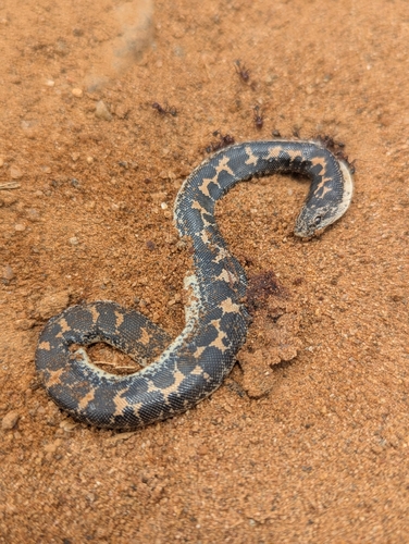 Photo of a Sand Boa (Eryx colubrinus)