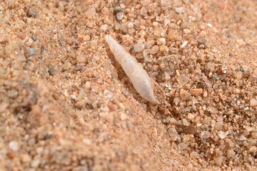 Cecilioides acicula