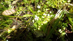 Oldenlandia salzmannii