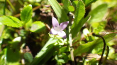 Oldenlandia salzmannii