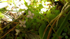 Oldenlandia salzmannii