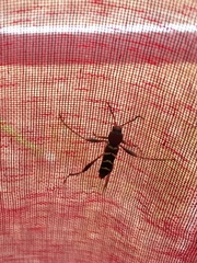 Neoclytus acuminatus