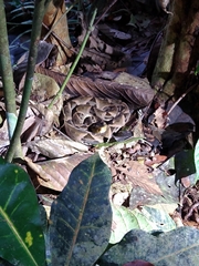 Bothrops asper