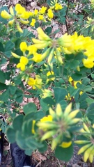 Coronilla