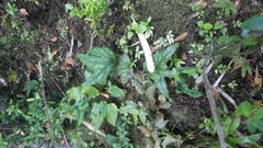 Knowltonia hepaticifolia