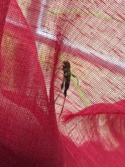 Neoclytus acuminatus