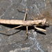 Agile Ground Mantis - Photo (c) Ken-ichi Ueda, some rights reserved (CC BY), uploaded by Ken-ichi Ueda