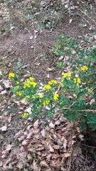 Coronilla