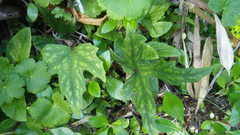 Knowltonia hepaticifolia