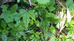 Knowltonia hepaticifolia