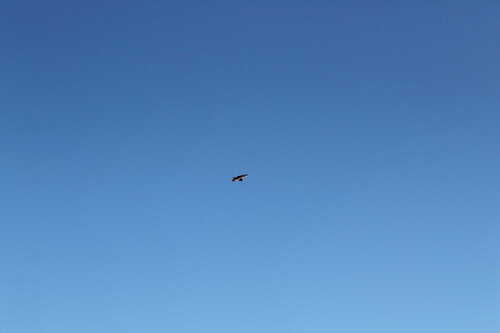iNaturalist image