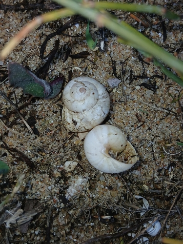 Theba pisana pisana