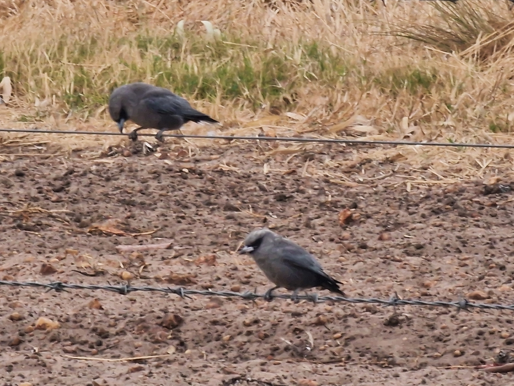 Black-faced Woodswallow (Artamus cinereus), photo 10