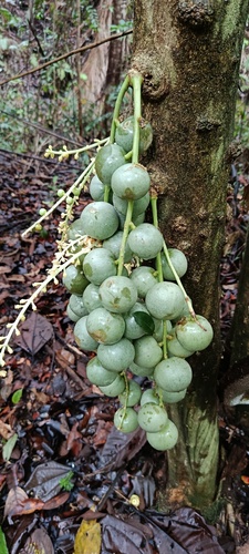 Baccaurea lanceolata observed 2026-03-12
