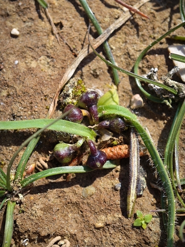 Allium chamaemoly, photograph 4