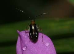 Horciasinus amazonicus