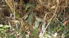 Blechnum mochaenum