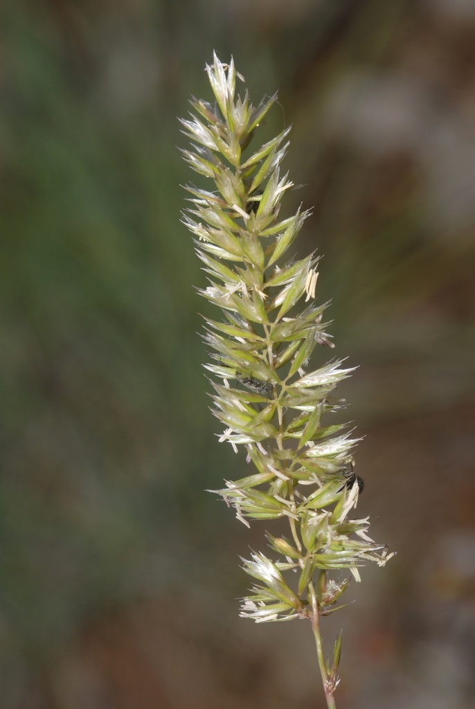 Somerset Hair-grass