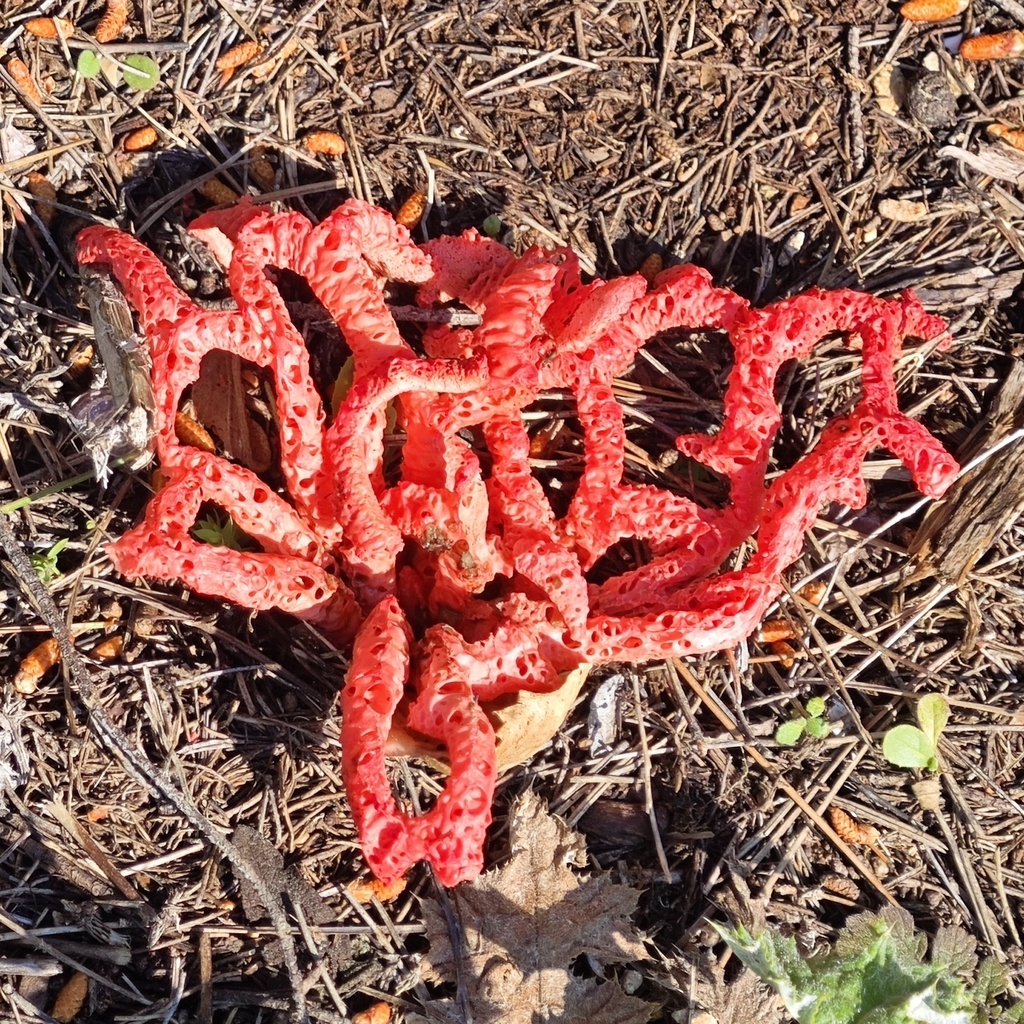 Clathrus ruber · March 2026 · photo: © aubindisdonc (iNaturalist, cc-by)