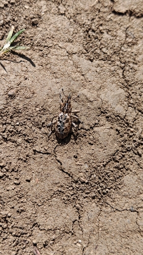 Cyphocleonus dealbatus