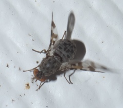 Pseudotephritis approximata