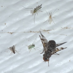 Pseudotephritis approximata