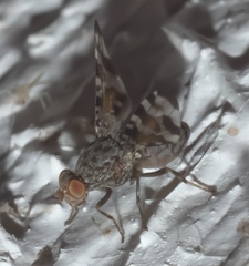 Pseudotephritis approximata