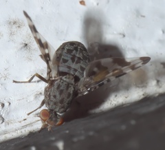 Pseudotephritis approximata