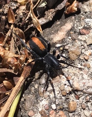 Castianeira descripta