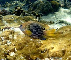 Chrysiptera unimaculata