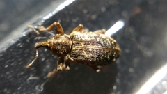 Dorytomus ictor