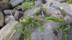 Blechnum arcuatum