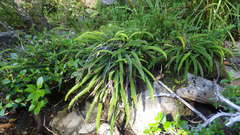 Blechnum arcuatum