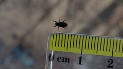 Dorytomus ictor