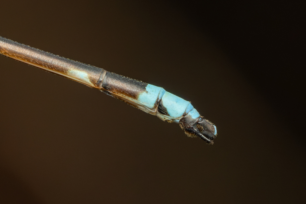 Coeliccia palawana