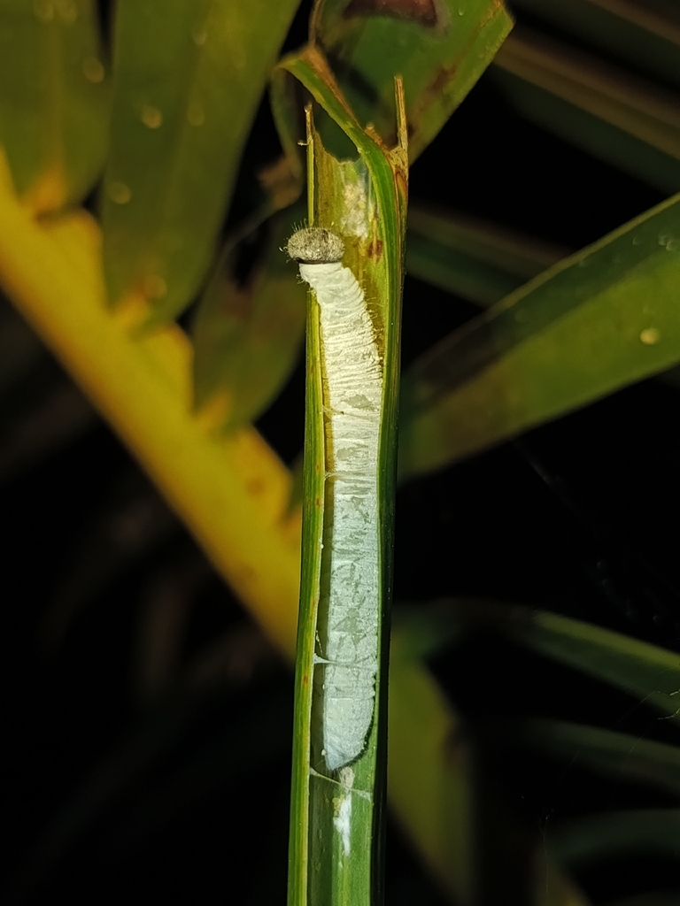 Small Palm Redeye (Erionota acroleucus)