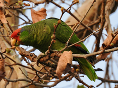 Amazona viridigenalis