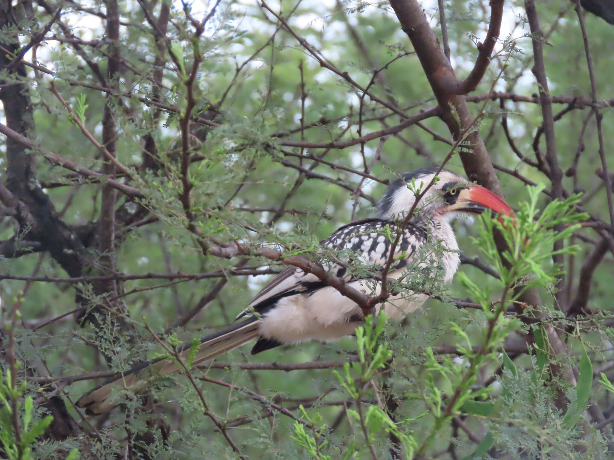 Tanzanian Red-billed Hornbill (Tockus ruahae), photo 2