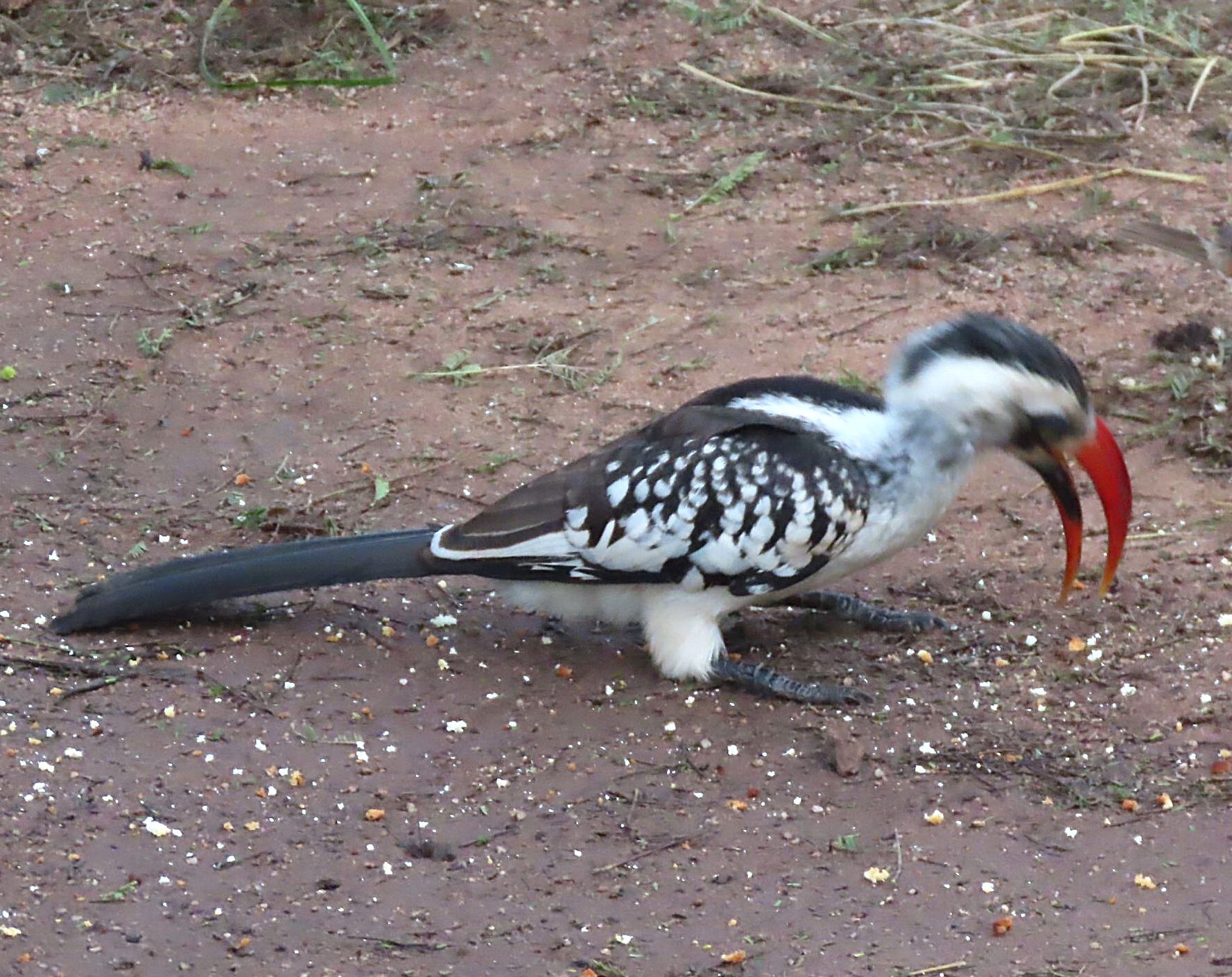 Tanzanian Red-billed Hornbill (Tockus ruahae), photo 3