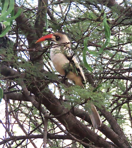 Tanzanian Red-billed Hornbill (Tockus ruahae)